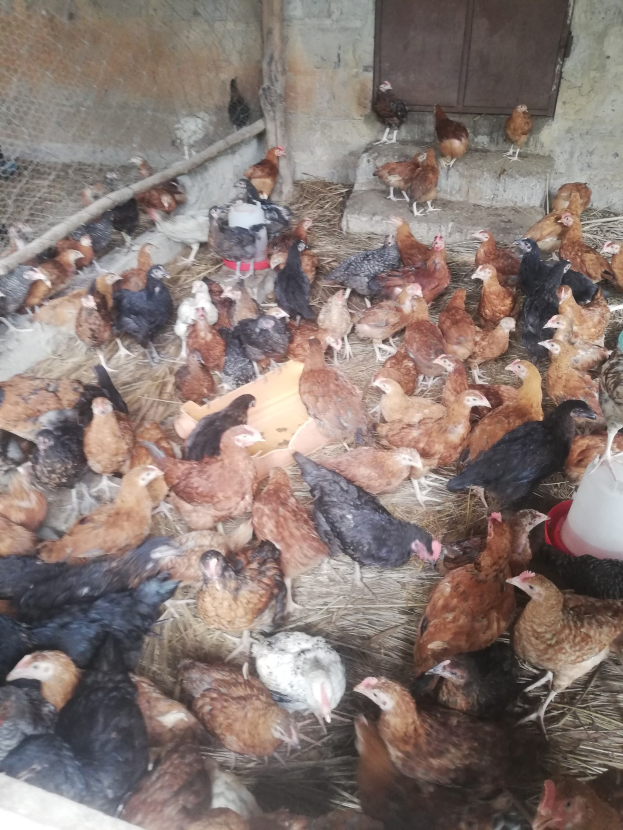 Große Gruppe von Hühner in einem Drahtzaun-Kuhstall mit einer Wand und einer Tür im Hintergrund, einschließlich eines Eimers mit Hühnern auf der rechten Seite.