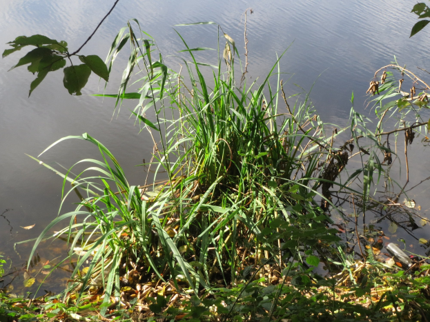 Eine kleine Insel in der Mitte eines ruhigen Gewässers, umgeben von üppiger Vegetation, mit der Szene, die sich im Wasser spiegelt.