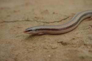 Eine kleine Blindschleiche, eine hellbraune Eidechse mit dunkleren braunen Streifen, sitzt auf Erde, ihre schwarzen Augen und züngelnde Zunge inspizieren ihre Umgebung.