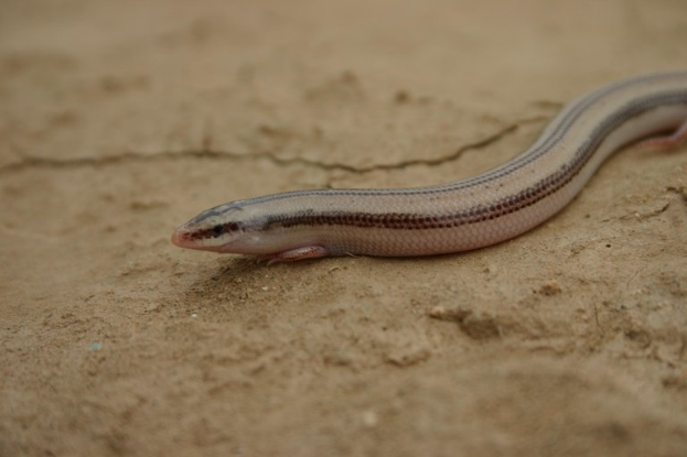 Eine kleine Blindschleiche, eine hellbraune Eidechse mit dunkleren braunen Streifen, sitzt auf Erde, ihre schwarzen Augen und züngelnde Zunge inspizieren ihre Umgebung.