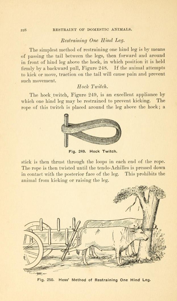 Ein altes Buch mit einer Zeichnung einer Kuh, die einen Wagen zieht, mit einem Baum im Hintergrund und der Inschrift "Einschränkungen von Haustieren" auf der Seite.