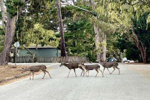 POL-LIP: Kreis Lippe. Vorsicht: Wildtiere auf Lippes Straßen.