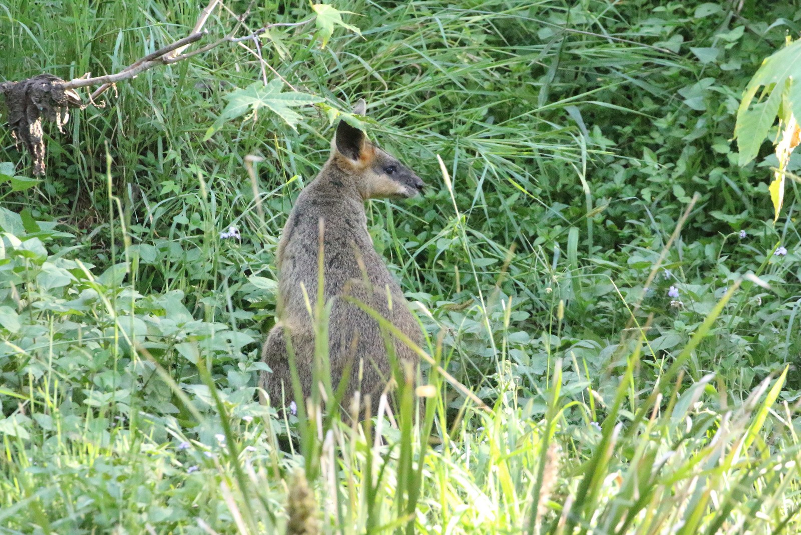 Ein Wallaby mit braun-schwarzem Fell steht wachsam im Gras bei Pflanzen, seine Ohren sind gespitzt.