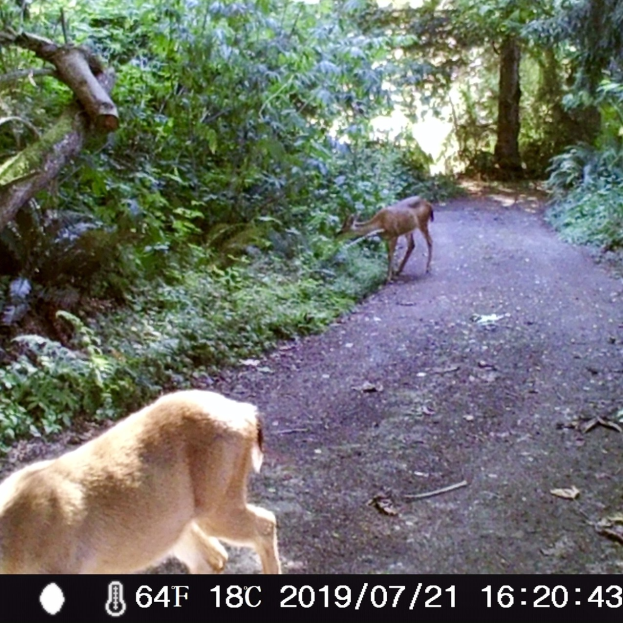POL-RBK: Rosrath - Vorsicht vor Wildtieren - Unfall mit zwei leicht Verletzten nach Ausweichmanöver