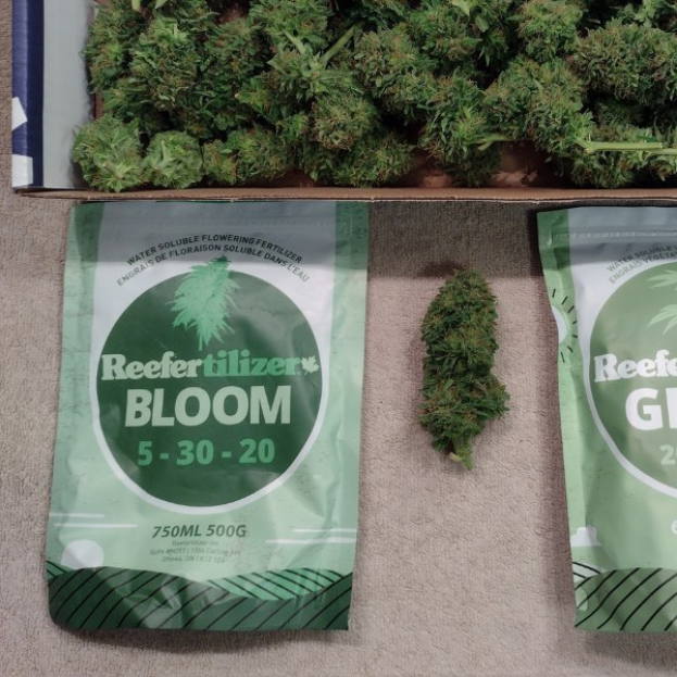 Zwei Packungen Reefertilizer Bloom 5-30-20 Cannabissamen und eine Box mit Cannabisblüten auf einem Tisch.