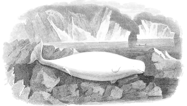 Schwarze und weiße Zeichnung eines Wals auf einem Felsen im Wasser mit Eisbergen im Hintergrund und Text unten.