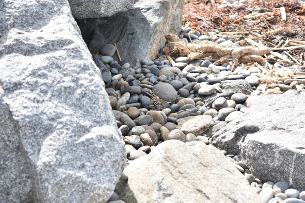Ein steiniger Strand mit verstreuten Steinen und Kieseln, der eine kleine Eidechse auf einem Stein zeigt, und trockenes Laub und Zweige im Hintergrund.