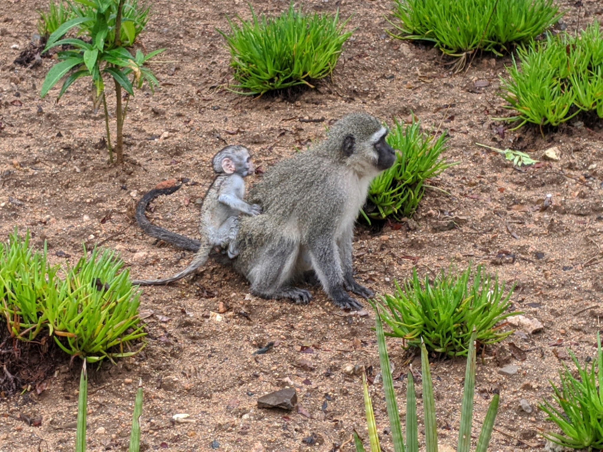 Ein Grüne Meerkatze und ihr Junges sitzen auf dem Boden umgeben von Pflanzen, wobei die Mutter das Baby eng an ihre Brust hält und beide neugierige Ausdrücke zeigen.